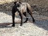  The Mighty Zeus Negro of AAB's