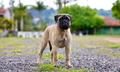 Imperia Rusbull Vip Red Tiger