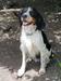 Little Dixie Ranch Diamond Jack
