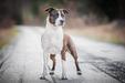  Be my Heart Taluto Amstaff