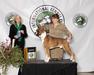 UKC EGCH, IntCH Schaible's Emmett Kelly