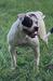 Dailey's Gidget