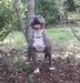 Ryra 02 Sacrata Foresta