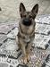 Zerah vom Alabama Police K9