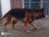 Bora Mar-Dog