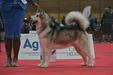 VWW VEW VGPW UKR JRGRCH CRUFTS Qualifier AVENTURAS EN ALASKA READY STADY GO