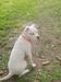 Sugabulldog Rainy of S&D bulldogs