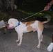Marshall Draco of S&D Bulldogs