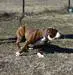 Bullforce Godiva of Cannon Bulldogs