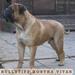 BULLSTIFF NOSTRA VITAS