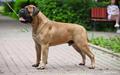 Bullstuff Nostra Churchill II