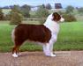 AKC GCh/ASCA Ch NORTHBAY'S ENCHANTED BY X'SELLS