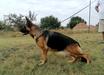 Qweeni von Marbo Wolf