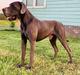  Country Acres Legend Tazz Douget