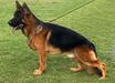 FURBO DEL RIONE ANTICO