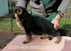 Urso von Marbo Wolf