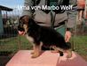 Uma von MARBO Wolf