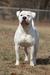 Blevins' Gatling Gunner of FaithFullBull Kennel