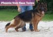 Phoenix Vom Haus Torres