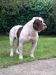Saraken's Bulldogs Chika