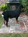 Sierra vom Majestic rottweilers