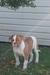 Casey's Freedom Bulldogs Dynamite of BIGGO BULLDOGGES
