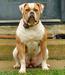 Ohio Native's Indigo of Disaster's American Bulldogs