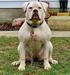 Ohio Native's Lilith of Bingham's Bulldogs