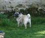 Gulliver de la bacska