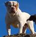 World ReNowned American Bulldog's Fitty