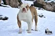 Blackwell's Cherry Sue @ Snowy Mountain Bulldogs