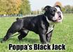  Poppa’s Black Jack