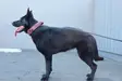 Storm Dog Of Thunder