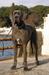  Libora Great Danes Ecstasy 