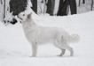 Canta Lupa (FCI) JUST TONKA (Canta Lupa Kennel)