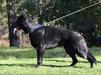Onyx Vom Kistha Haus