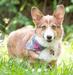  PWC Wiggle Butts Khaleesi Tala