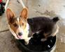  PWC Wiggle Butts Kal Kobalt