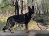 Torri Vom Alabama Police K9