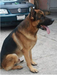 Ares von Altar <span style="color: darkblue">need breed book and registration number</span>