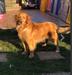 Canis Amicus Ursula