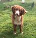 Canis Amicus Yesi