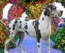  Country Acres Juels Douget