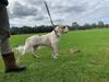 Pedigree American Bulldogs Australia 
