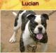  MGK’s Lucian