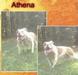  MGK Athena
