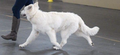 Aslan the Brave of Royal White Wolves