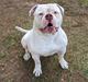  Odin of BullyBada$$