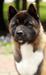 Beautiful Miracle Zena Winner
