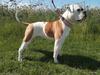 Gatehouse Bulldogs UK Zendaya of the Gate aka Kinley
